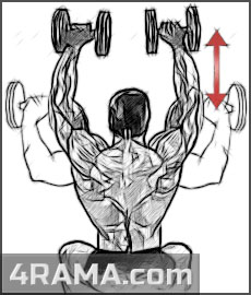 Жим гантелей сидя - Бодибилдинг форум AnabolicShops