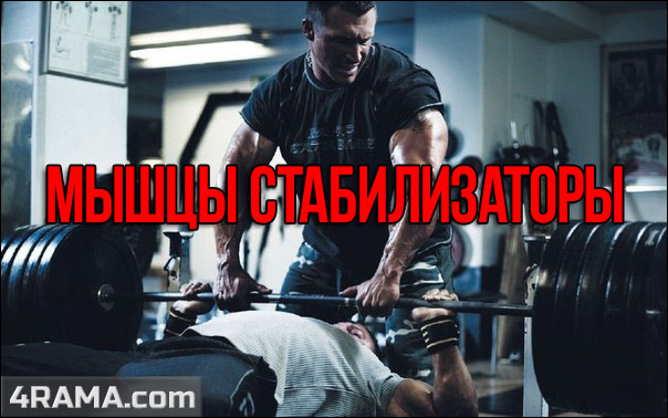 Мышцы стабилизаторы - Бодибилдинг форум AnabolicShops