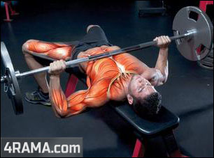 Мышцы стабилизаторы - Бодибилдинг форум AnabolicShops