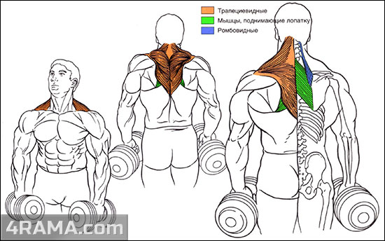 Шраги со штангой - Бодибилдинг форум AnabolicShops