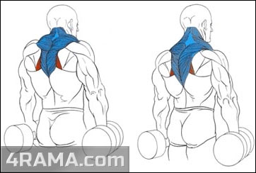 Шраги с гантелями - Бодибилдинг форум AnabolicShops