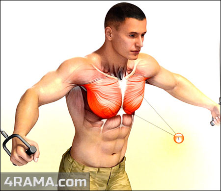 Сведения рук в кроссовере - Бодибилдинг форум AnabolicShops