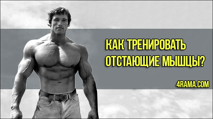 Как тренировать отстающие мышцы - Бодибилдинг форум AnabolicShops