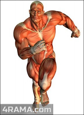 Кардио на массе - Бодибилдинг форум AnabolicShops