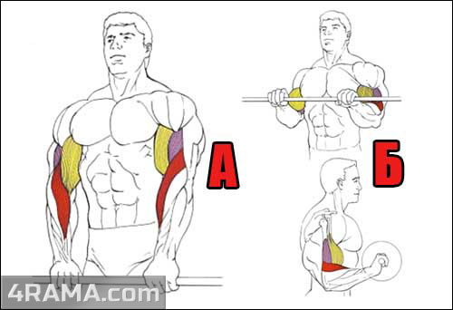 Тренировка предплечий - Бодибилдинг форум AnabolicShops