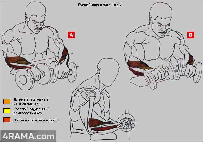 Тренировка предплечий - Бодибилдинг форум AnabolicShops