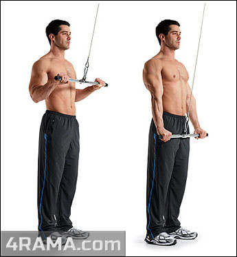 Разгибание рук на блоке - Бодибилдинг форум AnabolicShops