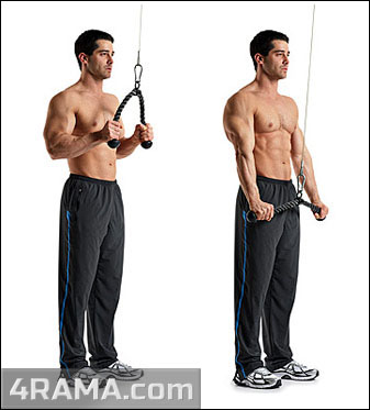 Разгибание рук на блоке - Бодибилдинг форум AnabolicShops