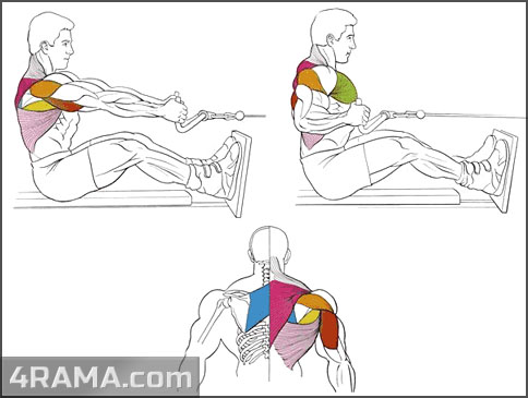 Тяга нижнего блока к поясу - Бодибилдинг форум AnabolicShops