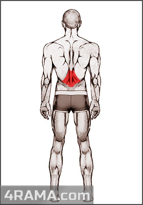 Тяга нижнего блока к поясу - Бодибилдинг форум AnabolicShops