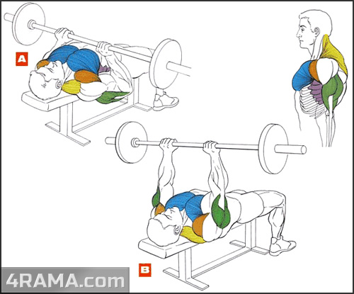 Тренировка рук в бодибилдинге - Бодибилдинг форум AnabolicShops