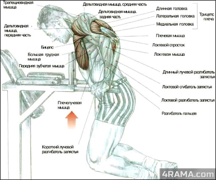 Тренировка рук в бодибилдинге - Бодибилдинг форум AnabolicShops