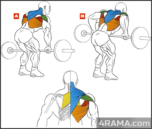 Как накачать широкую спину - Бодибилдинг форум AnabolicShops