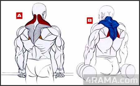 Как накачать широкую спину - Бодибилдинг форум AnabolicShops