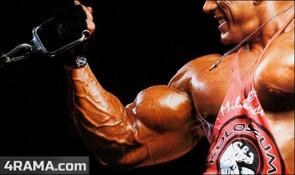 Тренировка бицепса в бодибилдинге - Бодибилдинг форум AnabolicShops