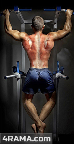 Тренировка груди и спины в один день - Бодибилдинг форум AnabolicShops