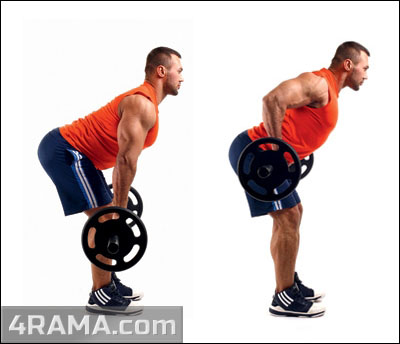 Комплекс упражнений для начинающих - Бодибилдинг форум AnabolicShops