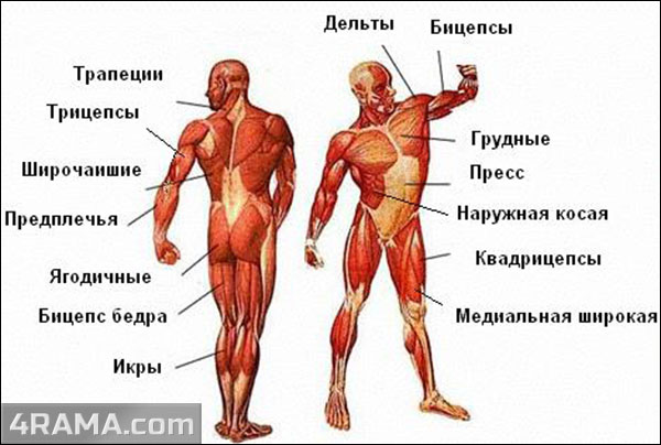 Группы мышц в бодибилдинге - Бодибилдинг форум AnabolicShops