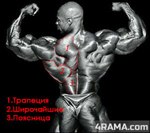 Упражнения для спины в бодибилдинге - Бодибилдинг форум AnabolicShops
