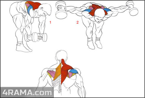 Разведение рук с гантелями стоя - Бодибилдинг форум AnabolicShops