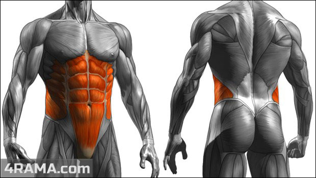 Упражнения на мышцы кора - Бодибилдинг форум AnabolicShops