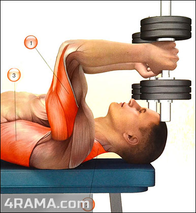 Французский жим лежа с гантелями - Бодибилдинг форум AnabolicShops