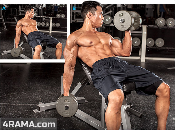 Подъемы гантелей сидя на наклонной скамье - Бодибилдинг форум AnabolicShops