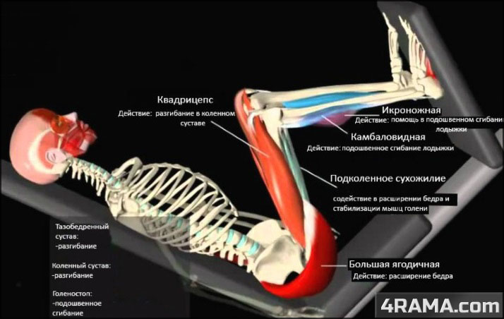 Жим ногами в тренажере - Бодибилдинг форум AnabolicShops