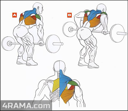 Тяга штанги в наклоне - Бодибилдинг форум AnabolicShops