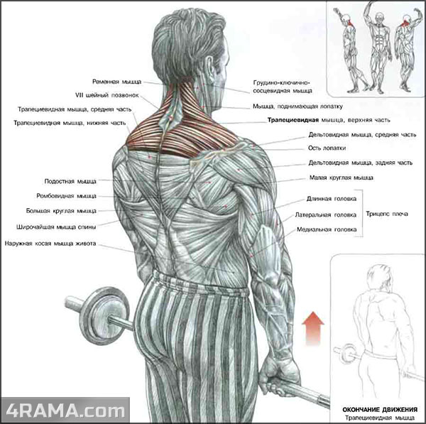 Упражнения для трапеции - Бодибилдинг форум AnabolicShops
