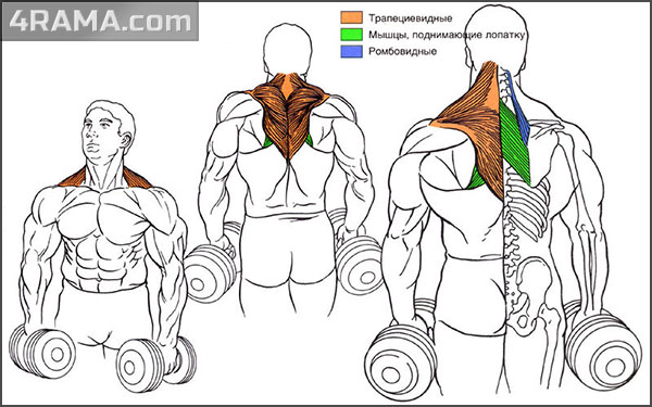 Упражнения для трапеции - Бодибилдинг форум AnabolicShops