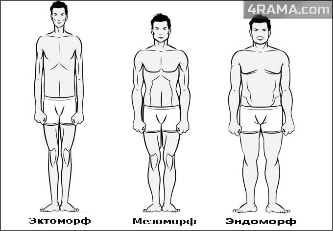 Программа тренировок для эндоморфа - Бодибилдинг форум AnabolicShops