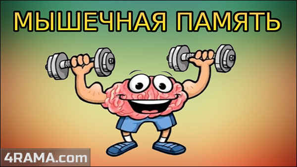 Мышечная память - Бодибилдинг форум AnabolicShops
