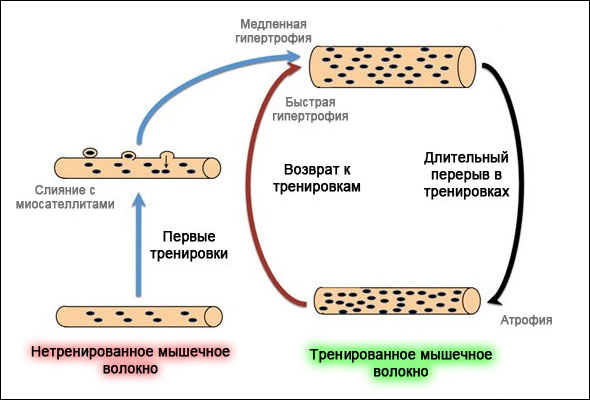 Мышечная память - Бодибилдинг форум AnabolicShops