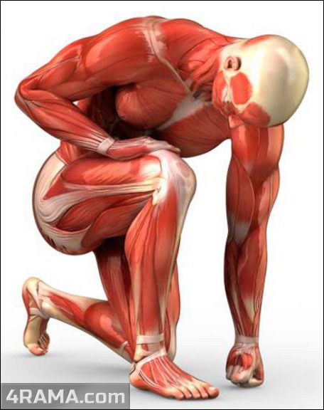 Мышечная память - Бодибилдинг форум AnabolicShops