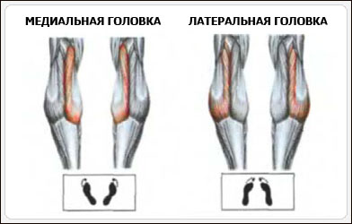 Подъемы на носки стоя - Бодибилдинг форум AnabolicShops