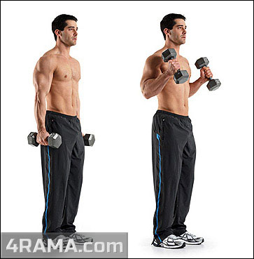 Как накачать руки гантелями дома - Бодибилдинг форум AnabolicShops