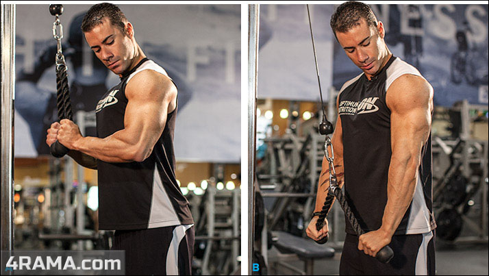 Упражнения для тренировки трицепса - Бодибилдинг форум AnabolicShops