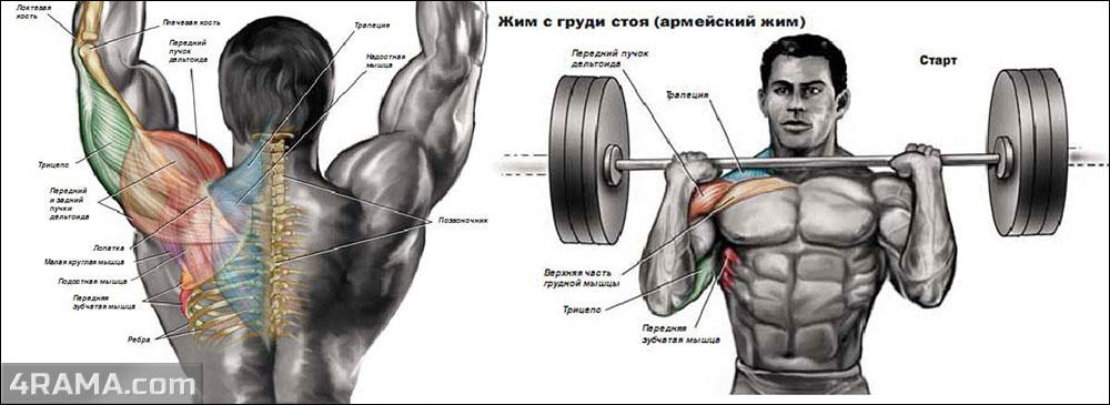 Жим штанги стоя - Бодибилдинг форум AnabolicShops