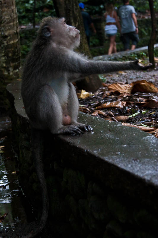 Thomas&Co - Медицинское качество. - Бодибилдинг форум AnabolicShops