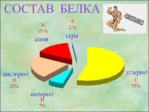 Белок в бодибилдинге - Бодибилдинг форум AnabolicShops
