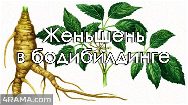 Женьшень в бодибилдинге - Бодибилдинг форум AnabolicShops
