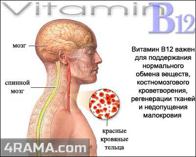 Витамин B12 - Бодибилдинг форум AnabolicShops