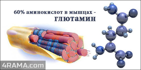 Глютамин в бодибилдинге - Бодибилдинг форум AnabolicShops