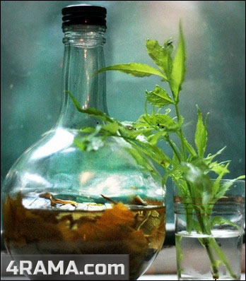 Аралия маньчжурская в бодибилдинге - Бодибилдинг форум AnabolicShops