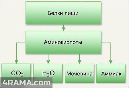 Аминокислоты в бодибилдинге - Бодибилдинг форум AnabolicShops