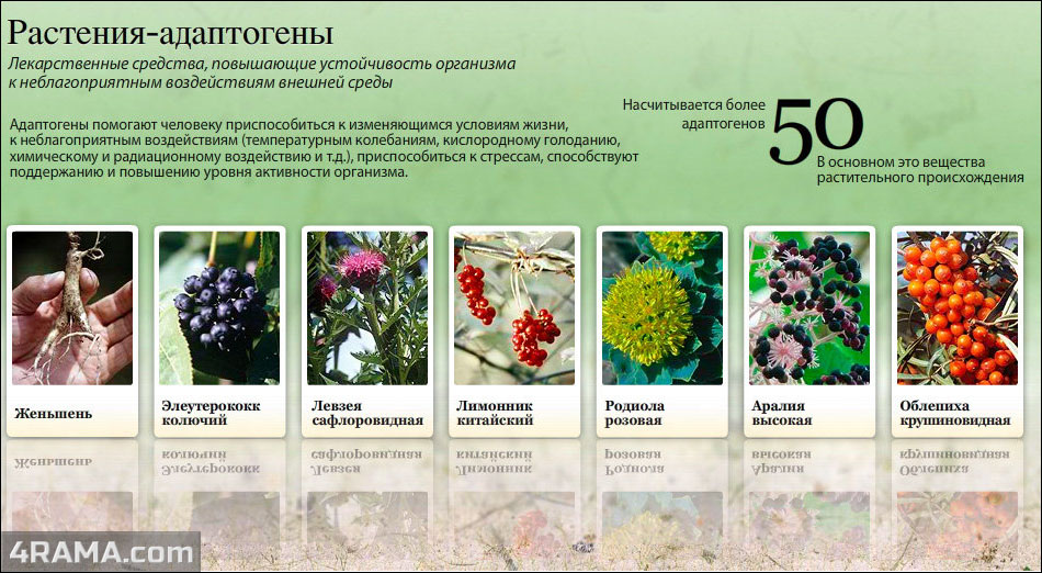 Адаптогены - Бодибилдинг форум AnabolicShops