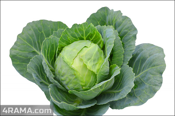 Капуста в бодибилдинге - Бодибилдинг форум AnabolicShops