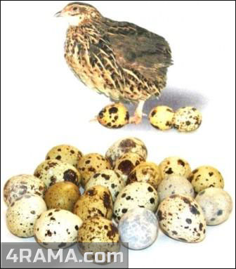 Перепелиные яйца - Бодибилдинг форум AnabolicShops