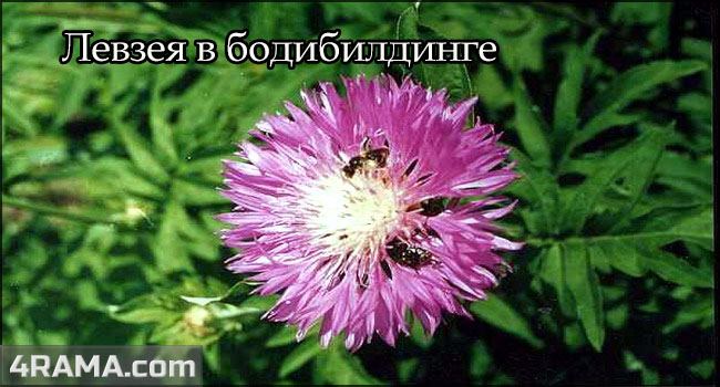 Левзея в бодибилдинге - Бодибилдинг форум AnabolicShops